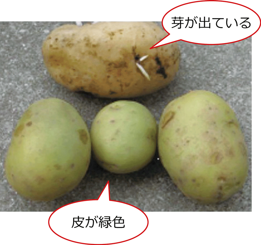 緑色になったジャガイモの写真