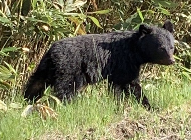 ツキノワグマの写真