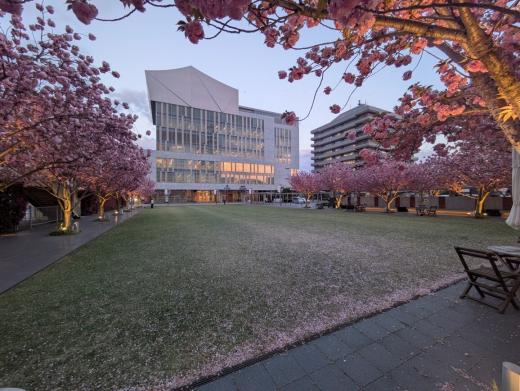 桜スクエアライトアップ