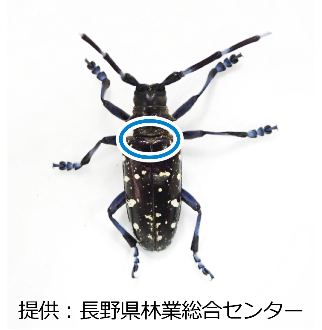 ツヤハダゴマダラカミキリの写真