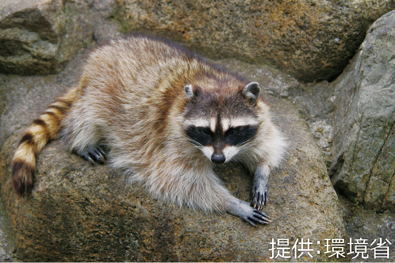 アライグマの写真
