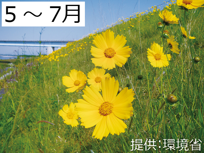 オオキンケイギクの写真