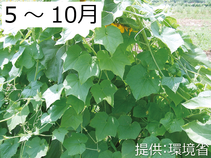 アレチウリの写真
