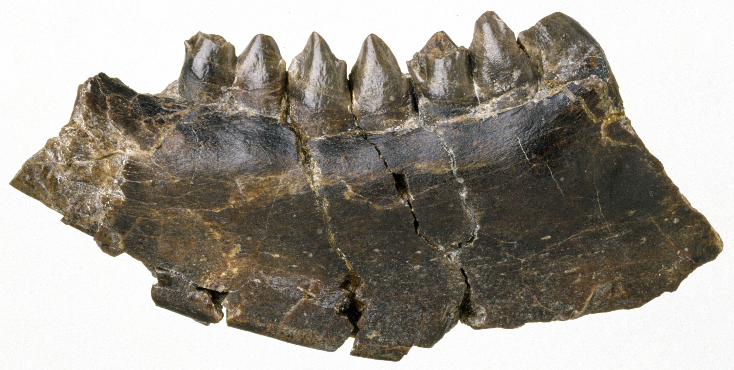 約600万年前のヒラバヤシジカ下顎骨の写真