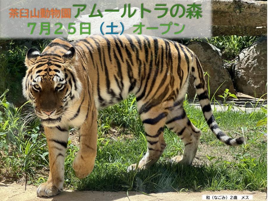 アムールトラの森表紙