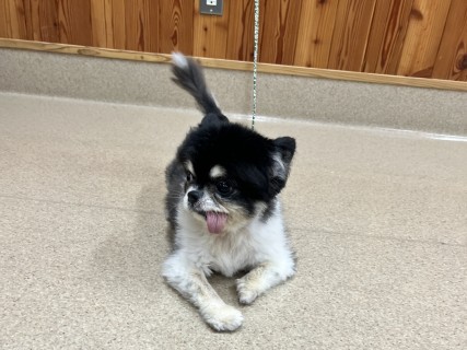 子ども動物愛護教室の写真6