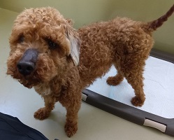 迷い犬5号の写真