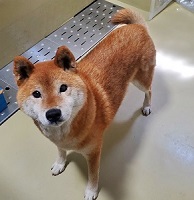 徘徊犬6号の写真