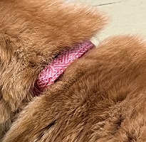 迷い猫1号の写真首輪