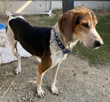 迷い犬1-3号の写真