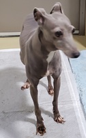 抑留犬4号の写真