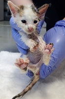 負傷動物9号の写真
