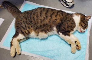 負傷動物13号の写真