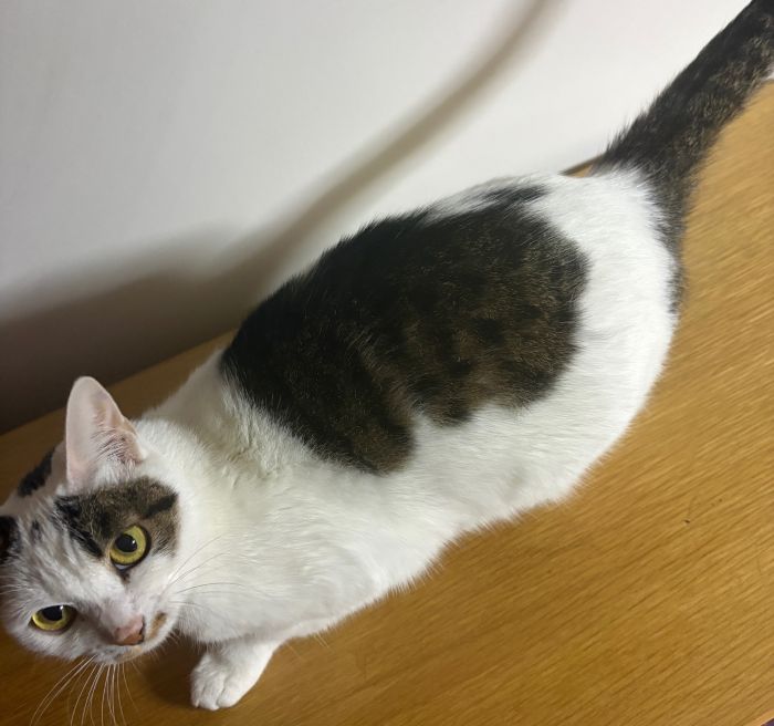 登録番号7-2号の写真