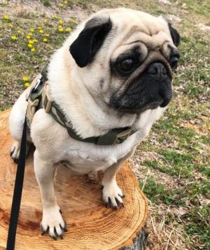 1.飼い主が探している犬です