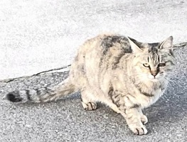 飼い主が探しています（3-8号）