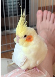 オカメインコ1