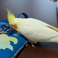 オカメインコ2