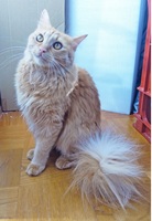 8号の写真2