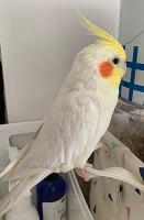 飼い主がオカメインコを探しています