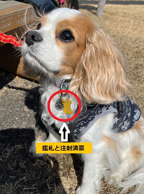 鑑札と注射済票を装着した犬の写真