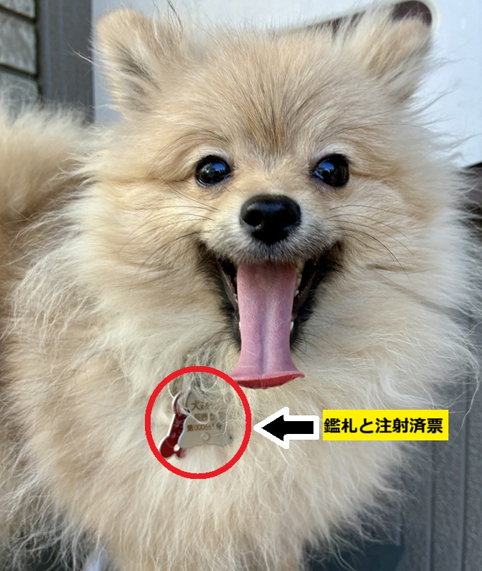 鑑札と注射済票を装着した犬