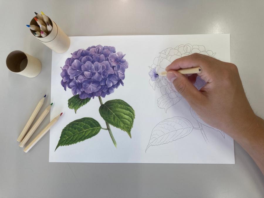 塗り絵と色鉛筆のセット