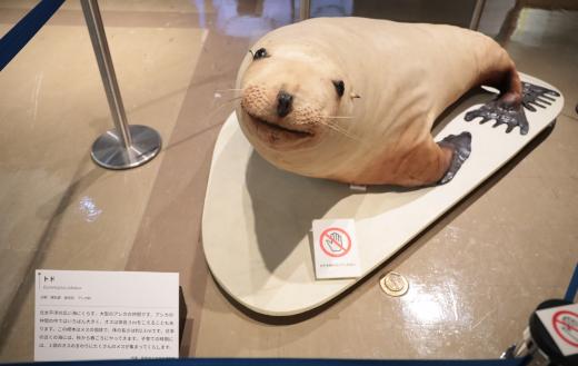 トド