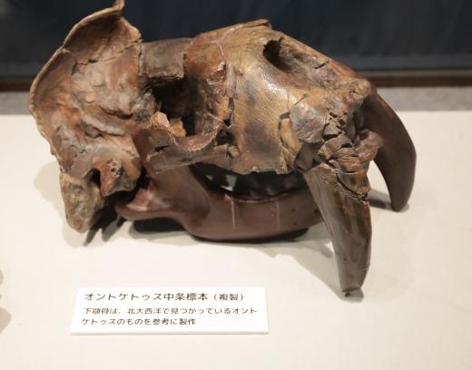 オントケトゥス