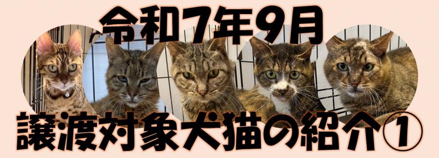 令和7年9月譲渡対象犬猫の紹介1の画像
