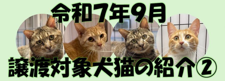 令和7年9月譲渡対象犬猫の紹介2の画像