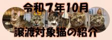 令和7年10月譲渡対象猫の紹介画像