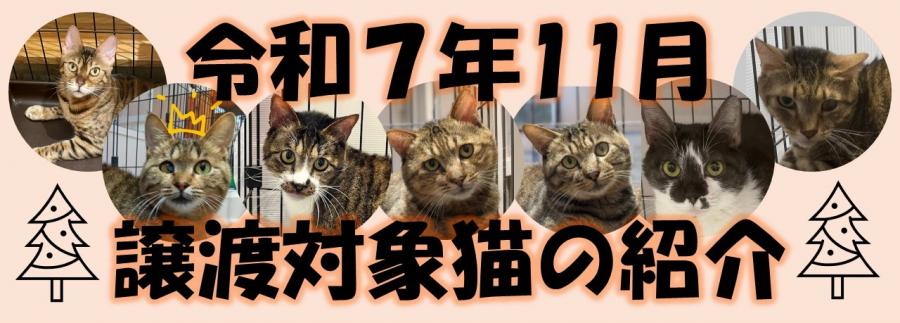 令和7年11月譲渡対象猫の紹介画像