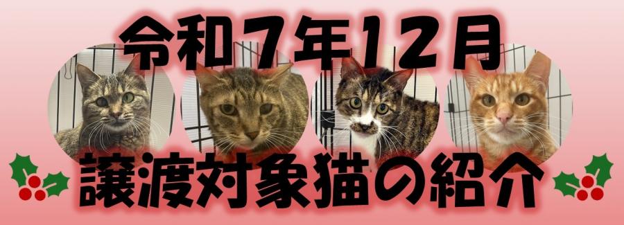 令和7年12月譲渡対象猫の紹介画像