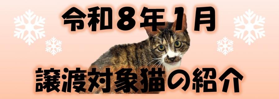 令和8年1月譲渡対象猫の紹介画像