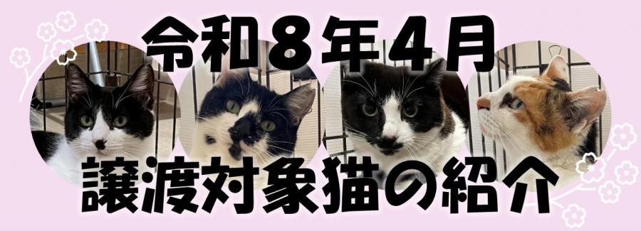 令和8年4月譲渡対象猫の紹介画像