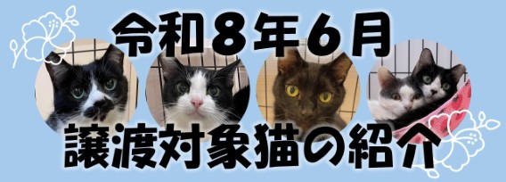 令和8年6月譲渡対象猫の紹介画像