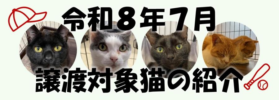 令和8年7月譲渡対象猫の紹介画像