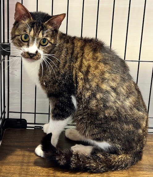 登録番号7-42号の13の写真