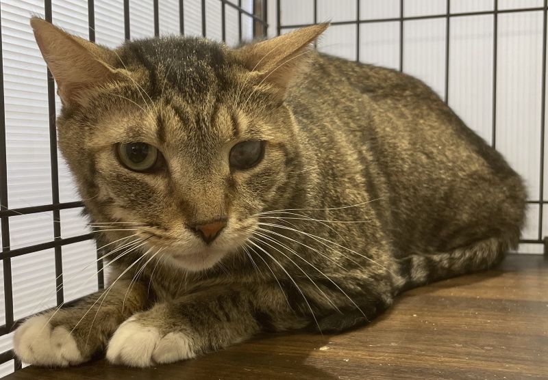 登録番号7-61号の2の写真