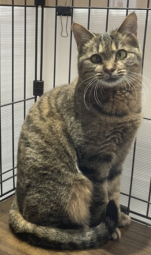 登録番号7-42号の6写真