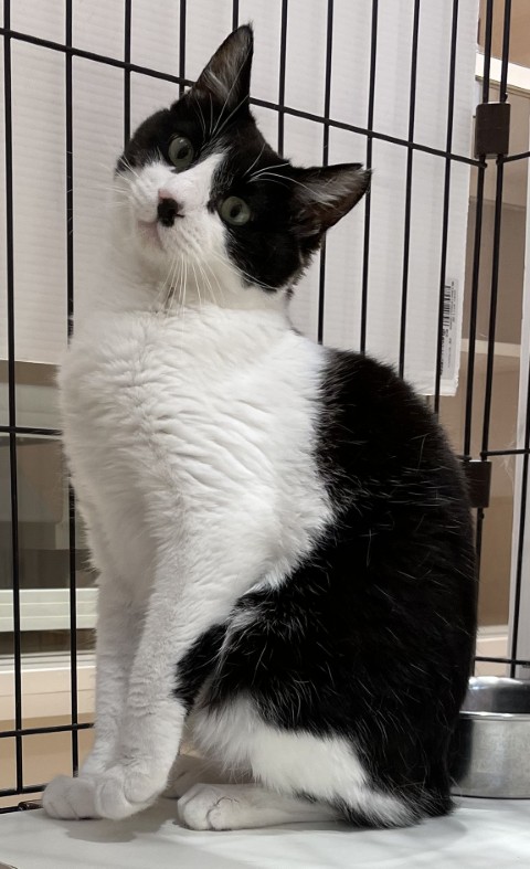 登録番号8-1号の1Bの猫写真