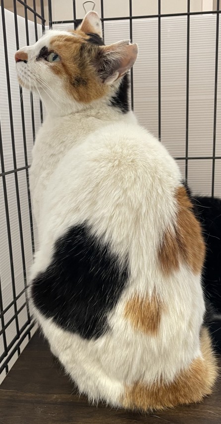 登録番号8-1号の2Aの猫写真