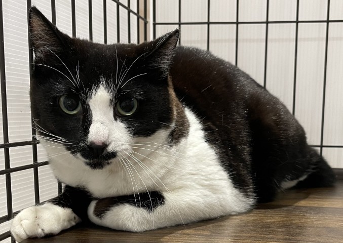 登録番号8-3号の猫写真