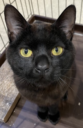 登録番号8-17号の1の猫写真