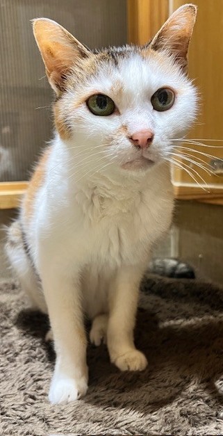 登録番号7-55号の写真