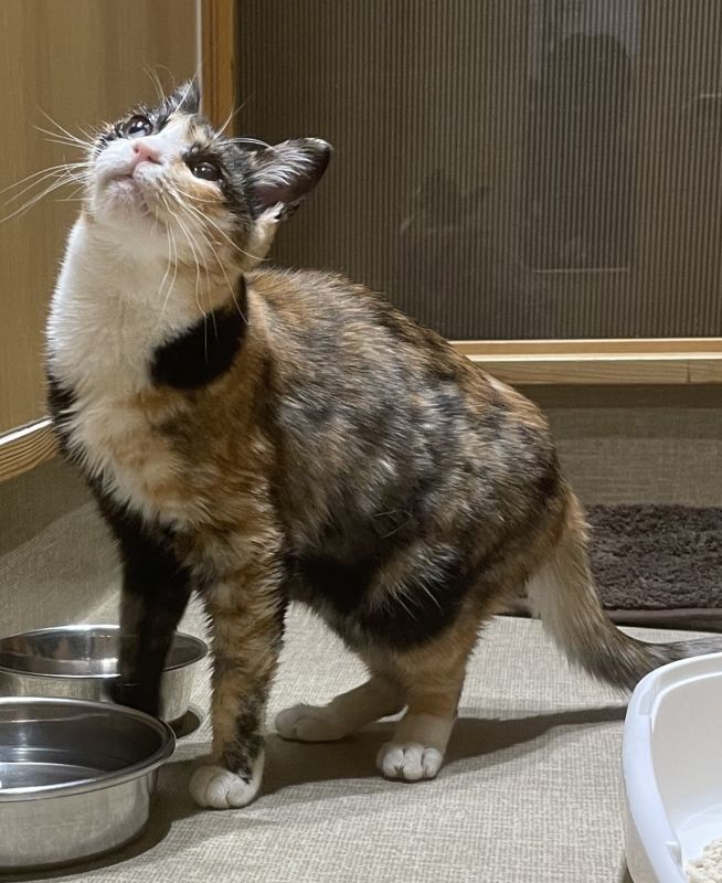 登録番号7-64号の写真