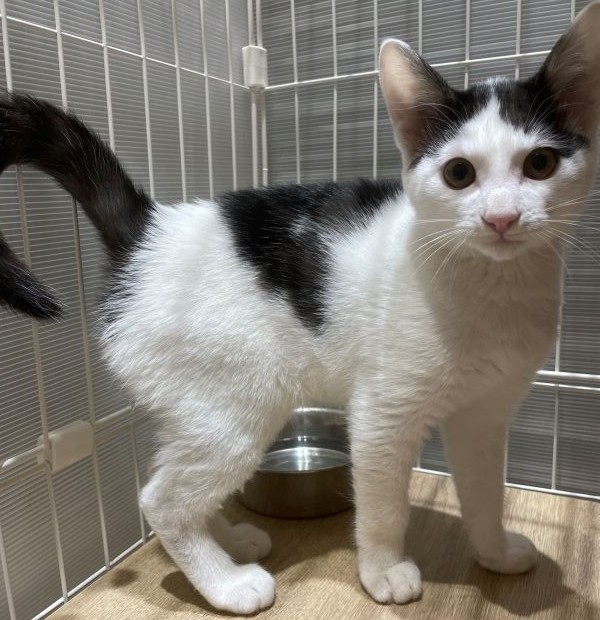 登録番号7-65号の写真