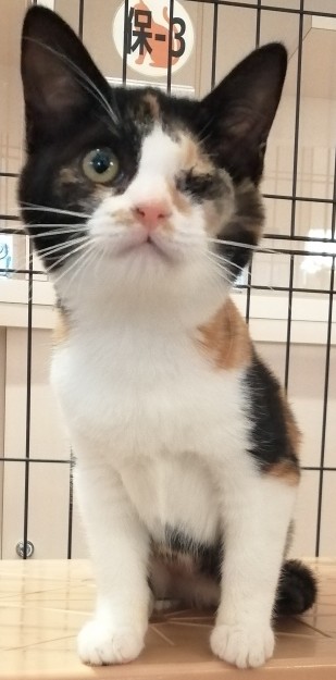 登録番号7-71号の写真