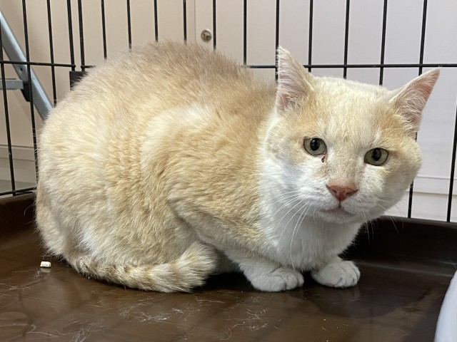 登録番号7-82号の1Aの写真